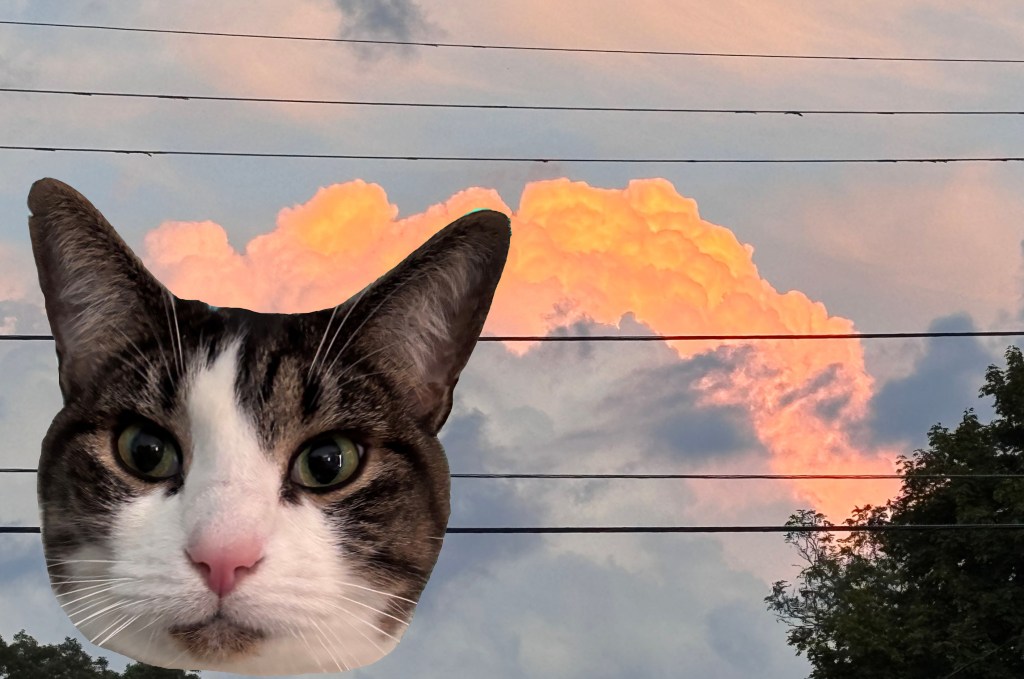 CT Sky Kitty!